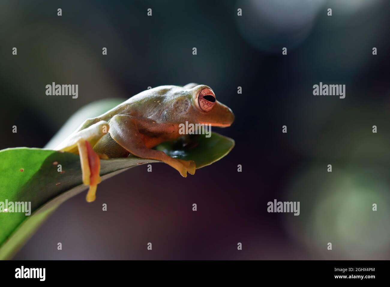 Grenouille d'arbre malayan sur une feuille, Indonésie Banque D'Images