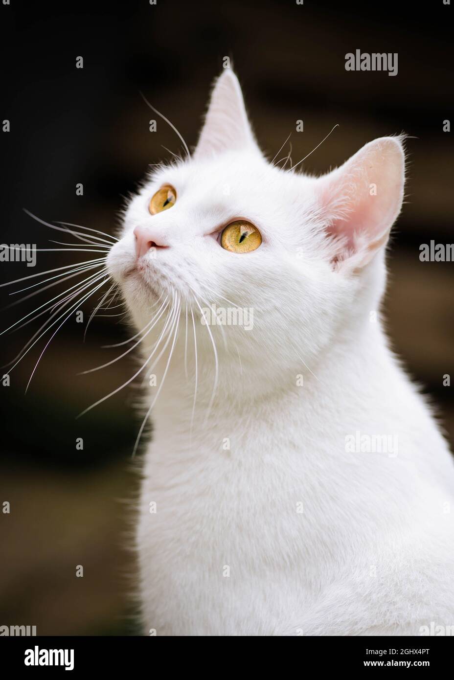 Portrait d'un chat blanc regardant vers le haut Banque D'Images