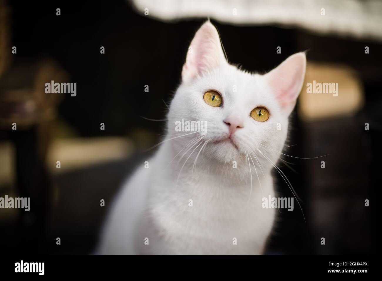 Portrait d'un chat blanc regardant vers le haut Banque D'Images