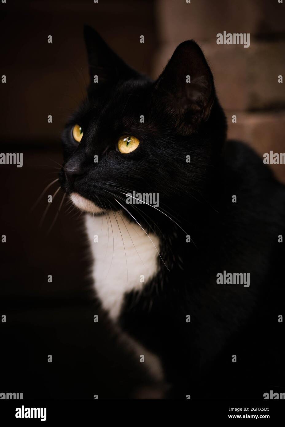 Portrait d'un chat de tuxedo noir et blanc Banque D'Images