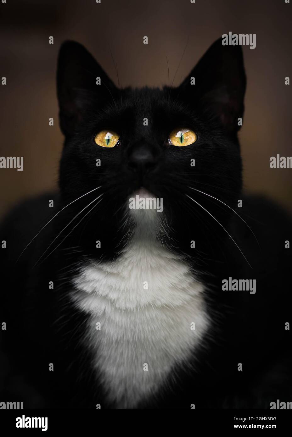 Portrait d'un chat de tuxedo noir et blanc Banque D'Images