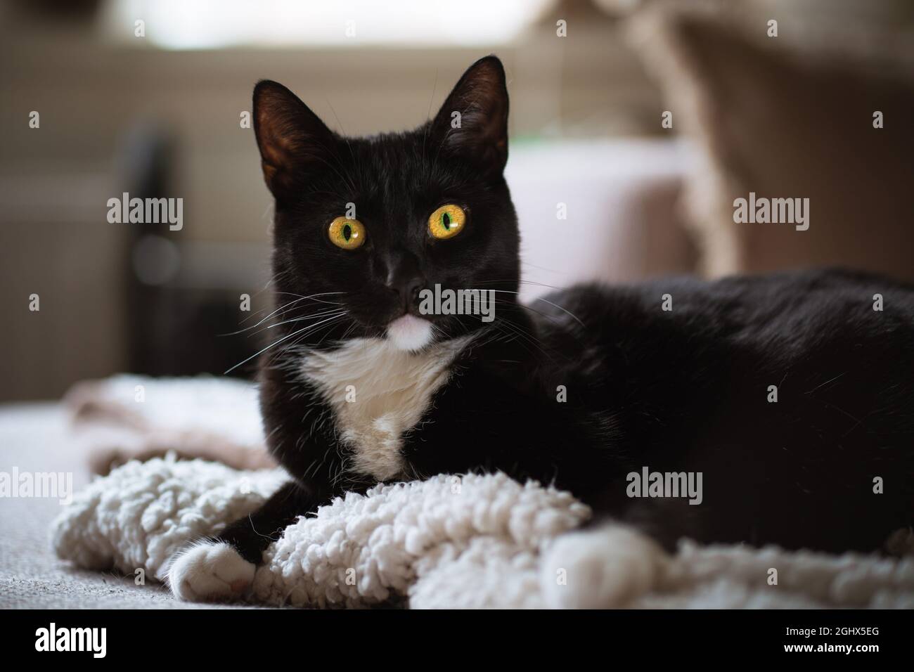 Tuxedo chat noir et blanc allongé sur un canapé Banque D'Images