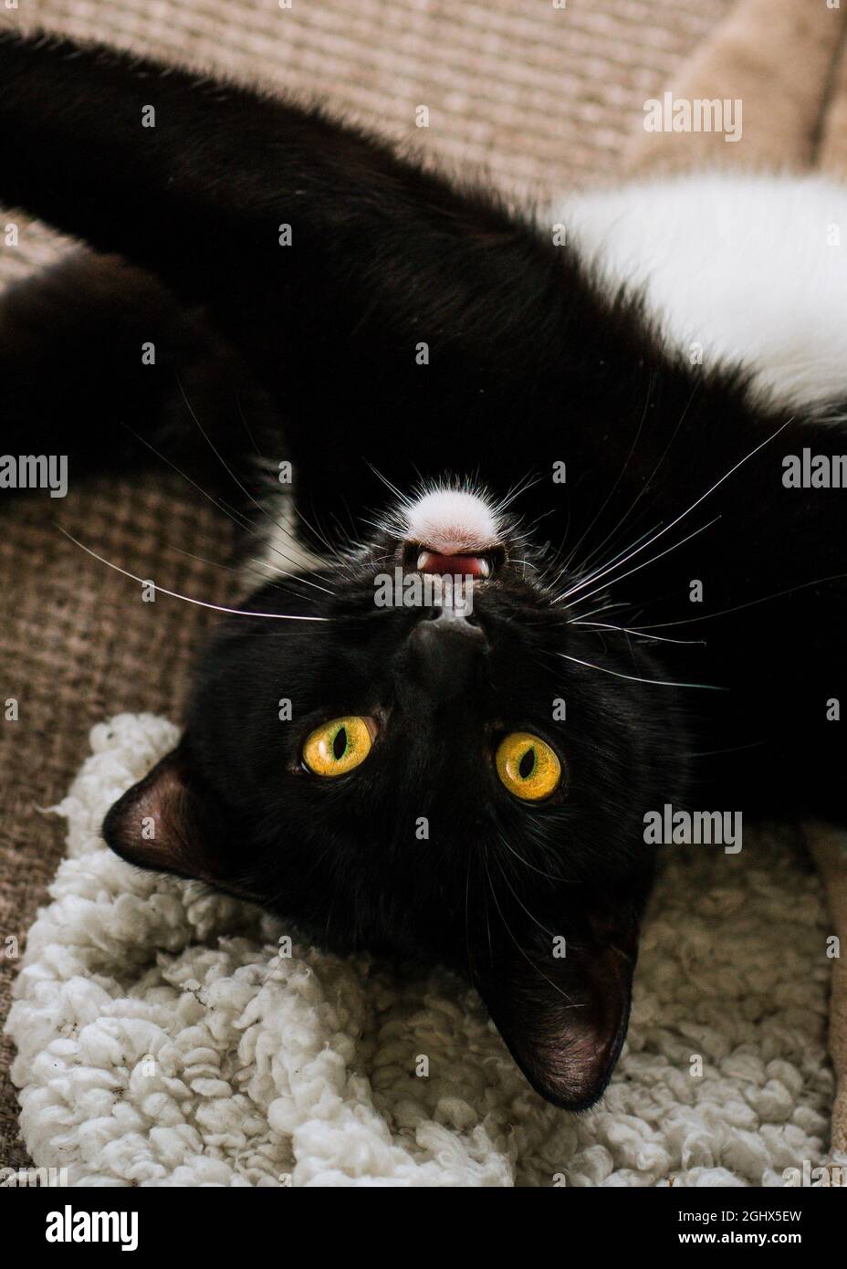 Vue en hauteur d'un chat de smoking noir et blanc allongé sur un canapé Banque D'Images