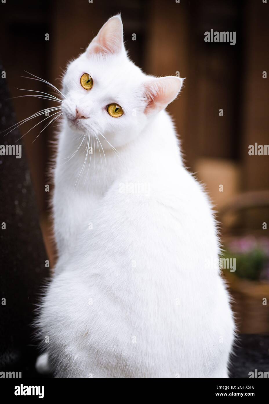 Portrait d'un chat blanc Banque D'Images