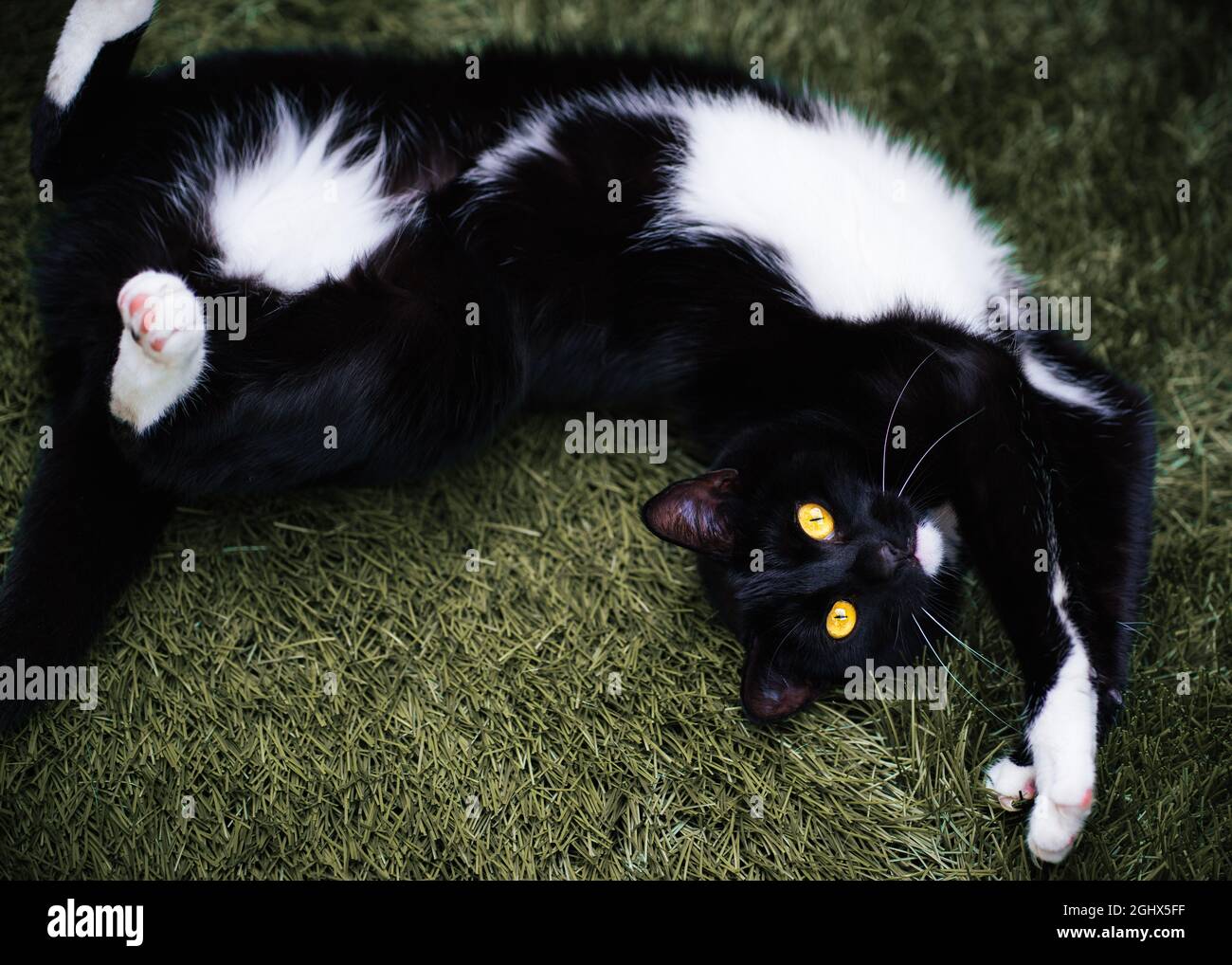 Vue en hauteur d'un chat de tuxedo noir et blanc allongé sur l'herbe dans un jardin Banque D'Images