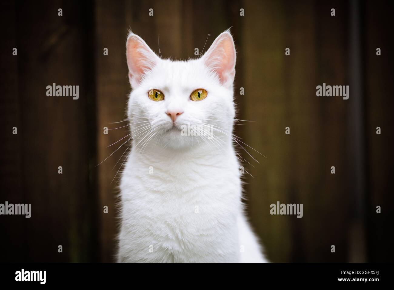 Portrait d'un chat blanc Banque D'Images