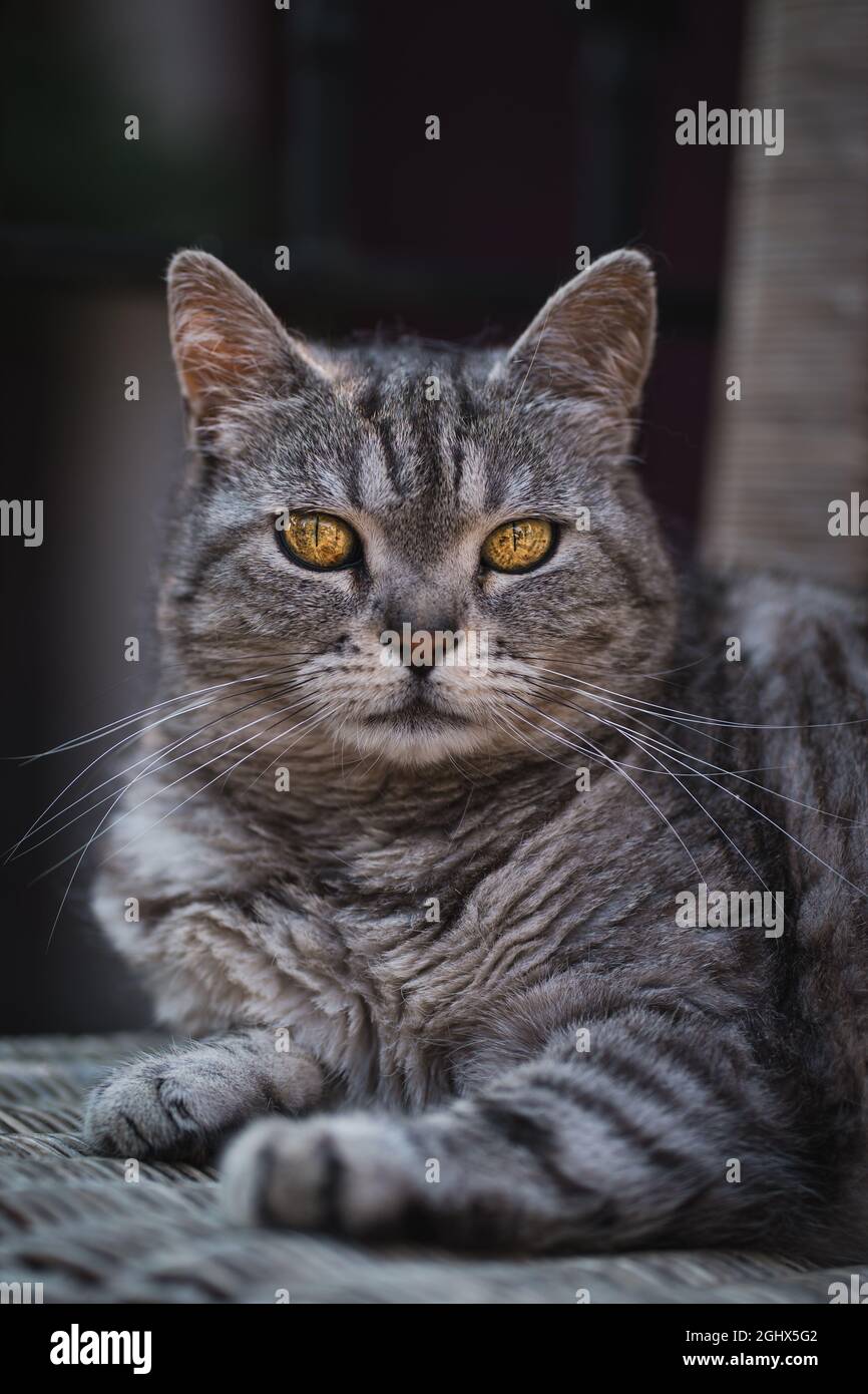 Portrait d'un chat tabby gris allongé sur un panier Banque D'Images
