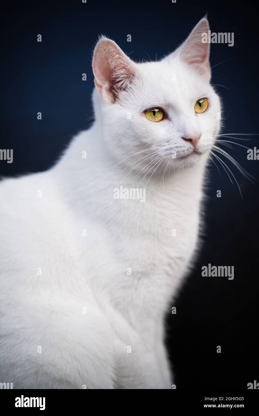 Portrait d'un chat blanc Banque D'Images