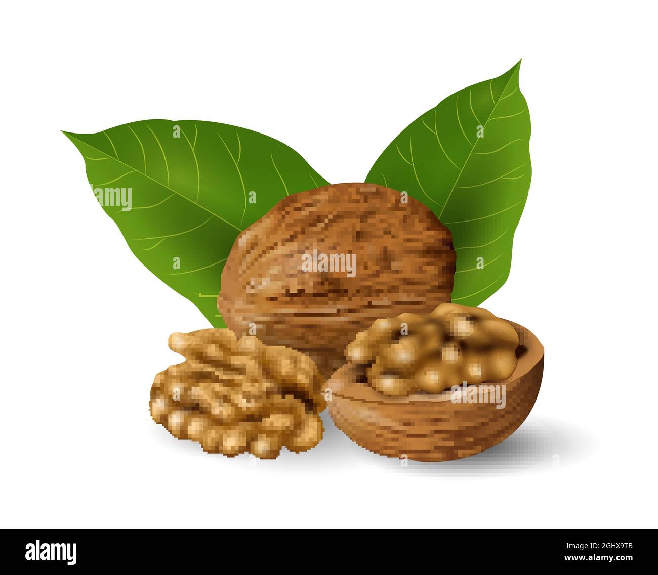 Noix aux feuilles vertes. Collecte des noix et des graines. Gros plan sur une illustration vectorielle réaliste Illustration de Vecteur