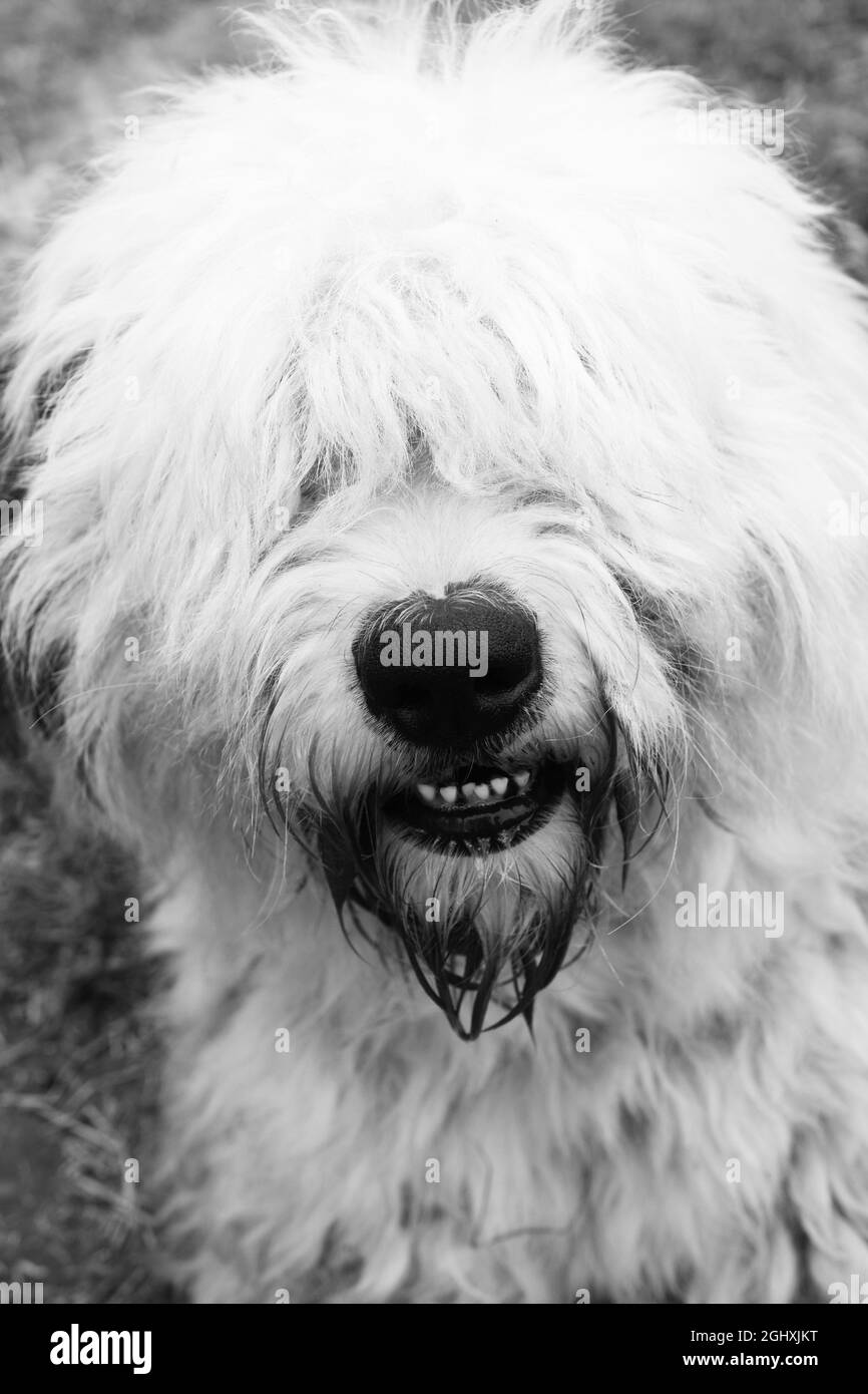 Old English Sheepdog Banque D'Images