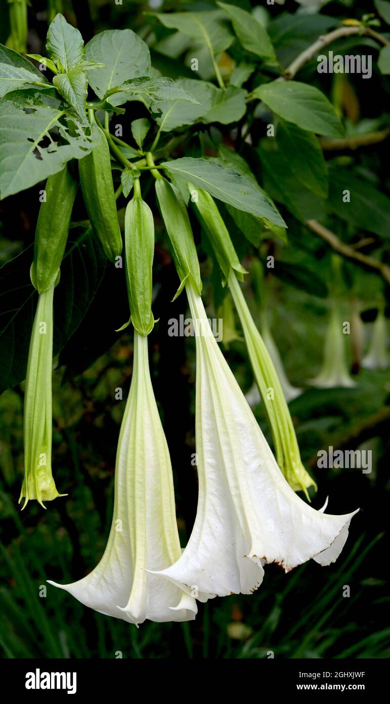 Belle fleur de Brugmansia ou trompette d'Ange sur l'arbre Banque D'Images