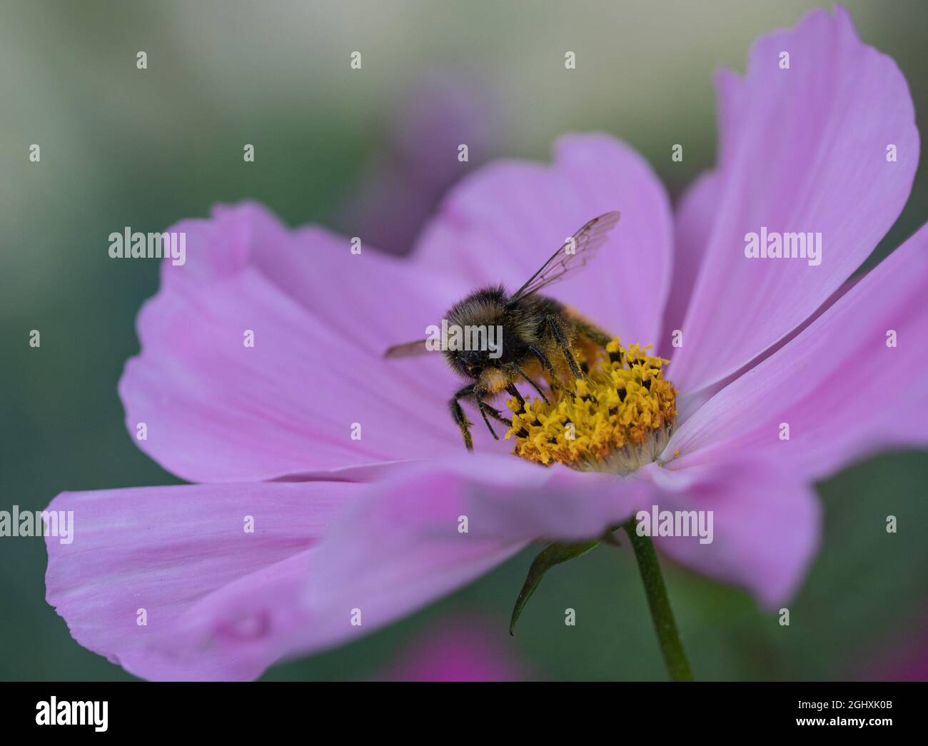Abeille collectant le nectar sur la fleur de Cosmos Banque D'Images