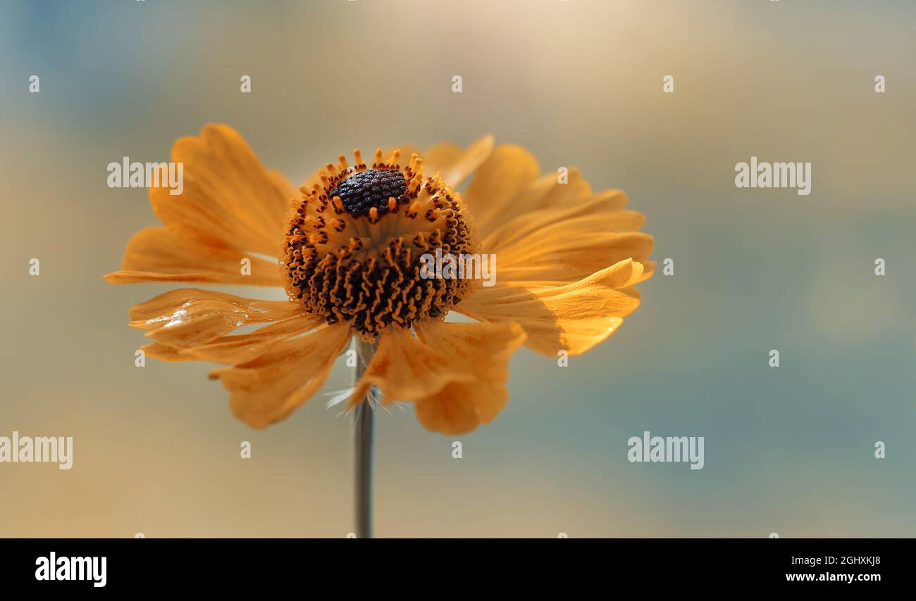 Fleur macro, 'Helenium' jaune sur fond flou et clair Banque D'Images