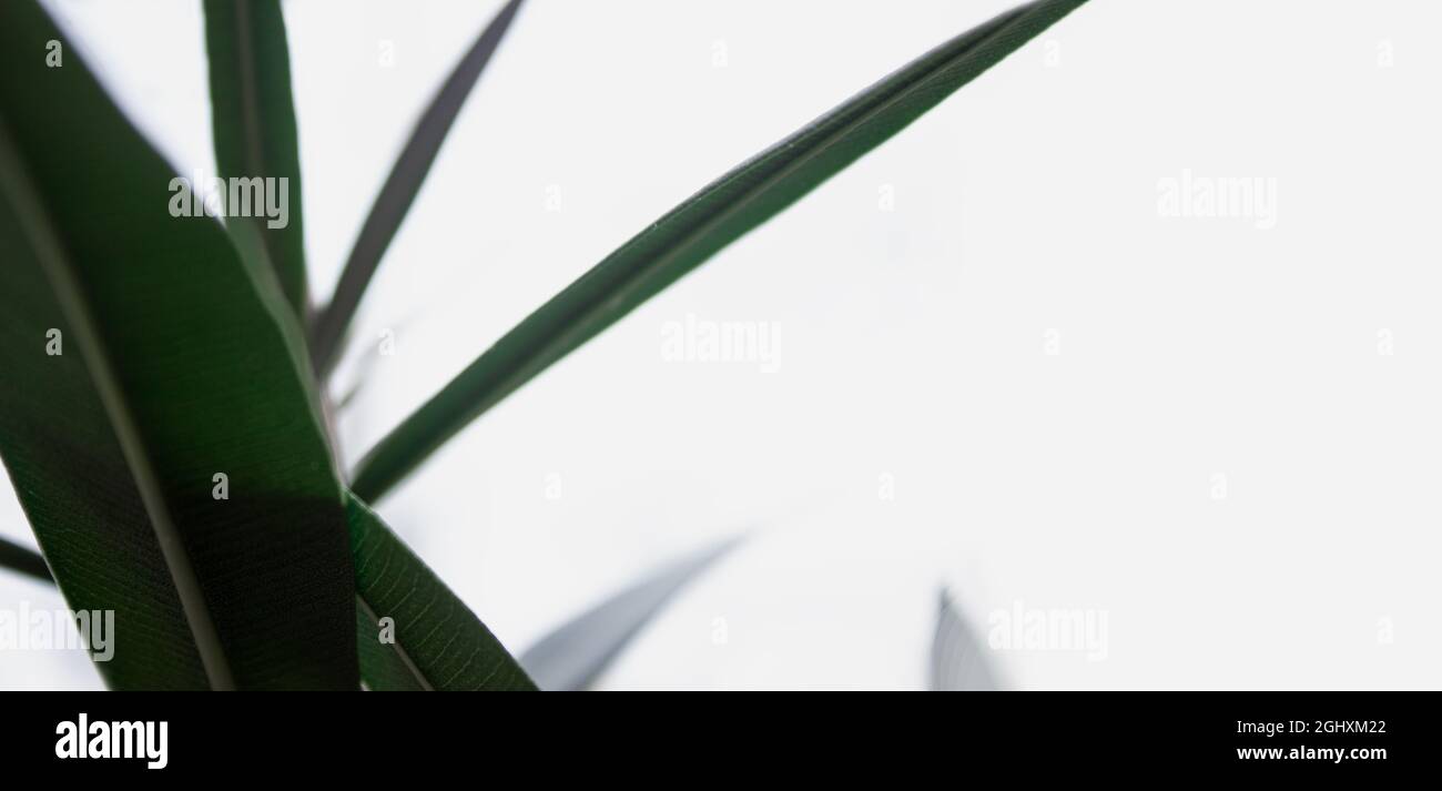 Plantez les feuilles sur fond blanc.plat, vue de dessus. Concept floral Banque D'Images