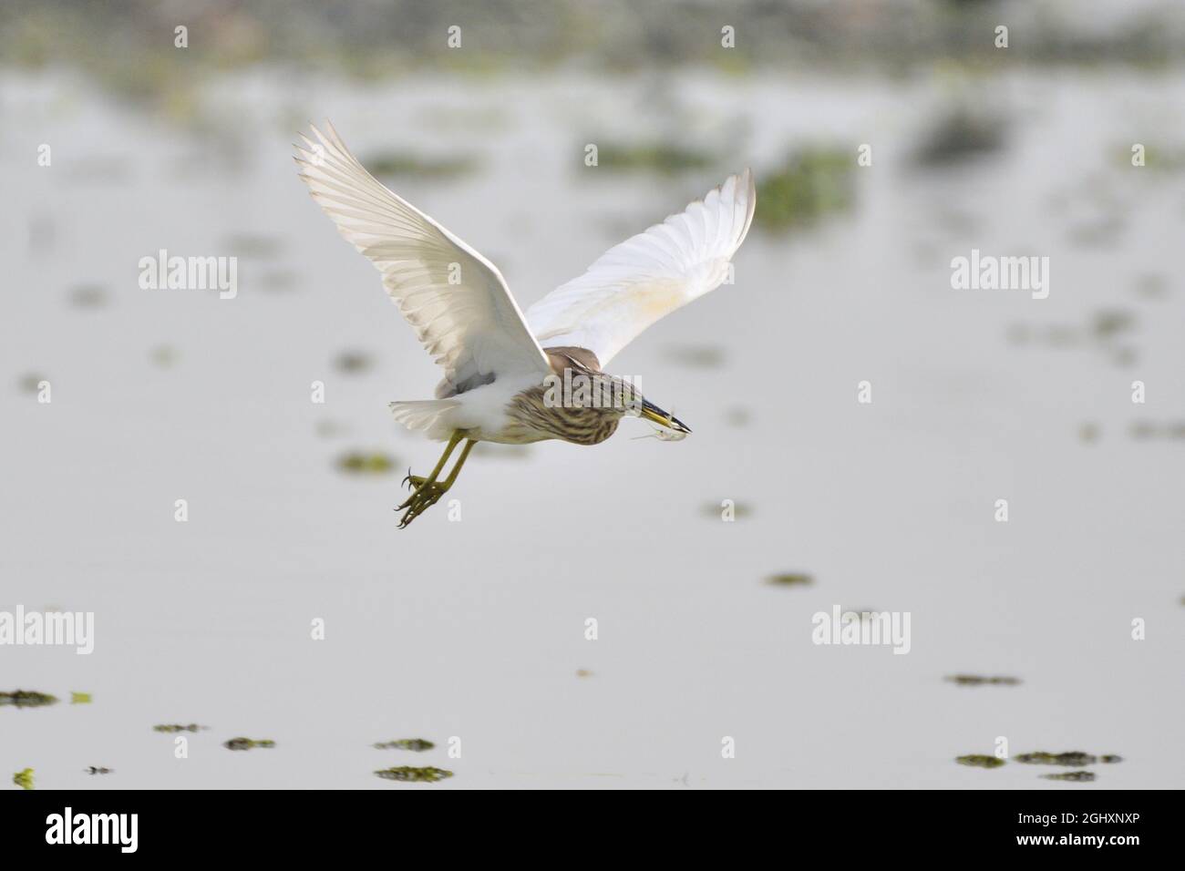 L'oiseau heron de l'étang indien est volant avec des proies Banque D'Images L'oiseau heron de l'étang indien est volant avec des proies Banque D'Images