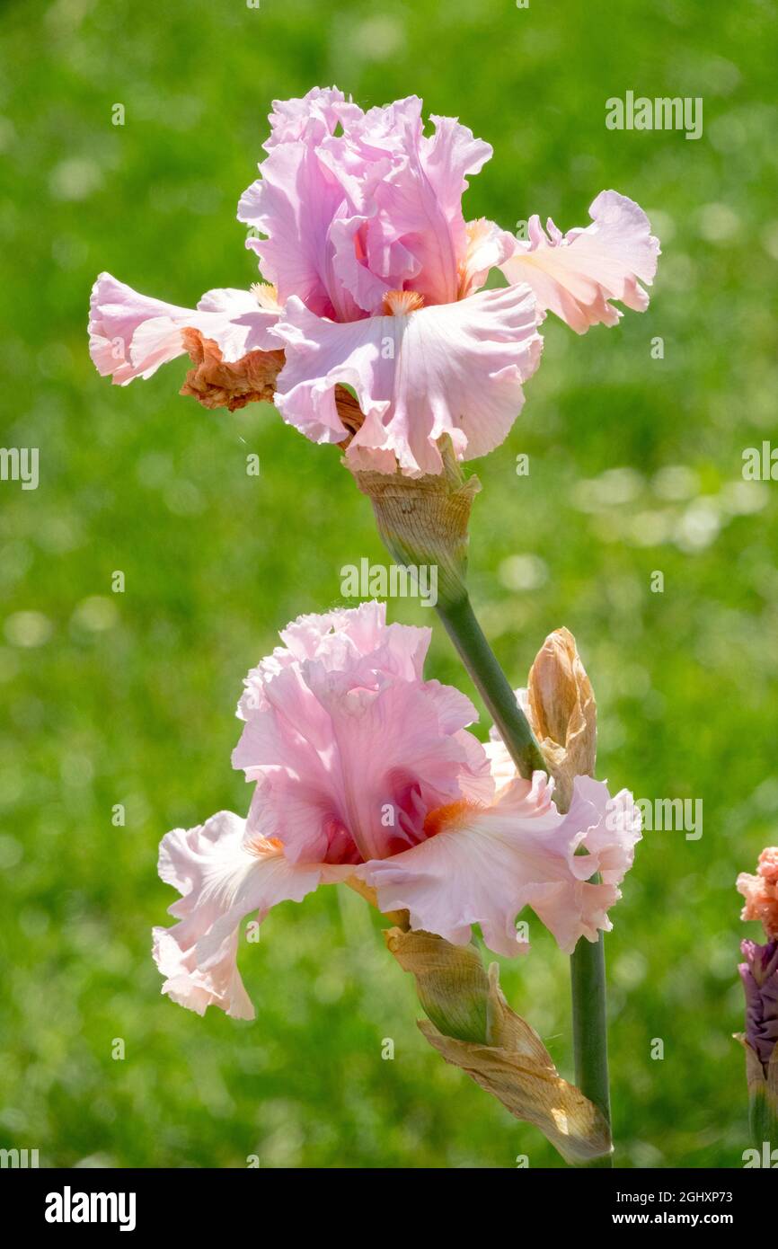 Fleur rose de saumon iris Tall fleur rose de l'iris à barbe 'Albachiara' Banque D'Images