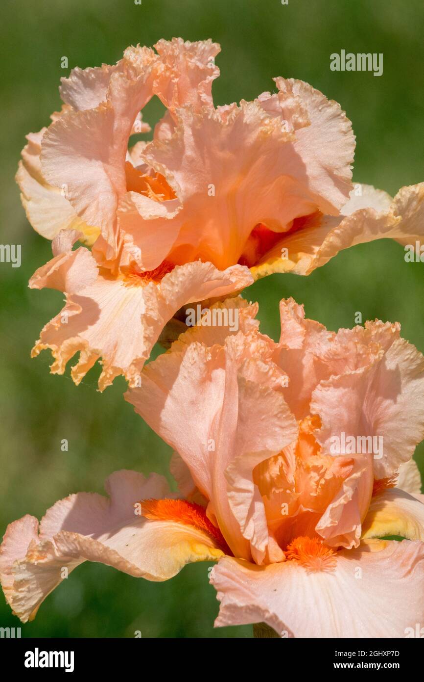 Pêche brillante Iris barbu Iris 'Epiphany' belle couleur saumon-abricot de fleur, grandes fleurs Grand iris barbu dans le jardin Banque D'Images