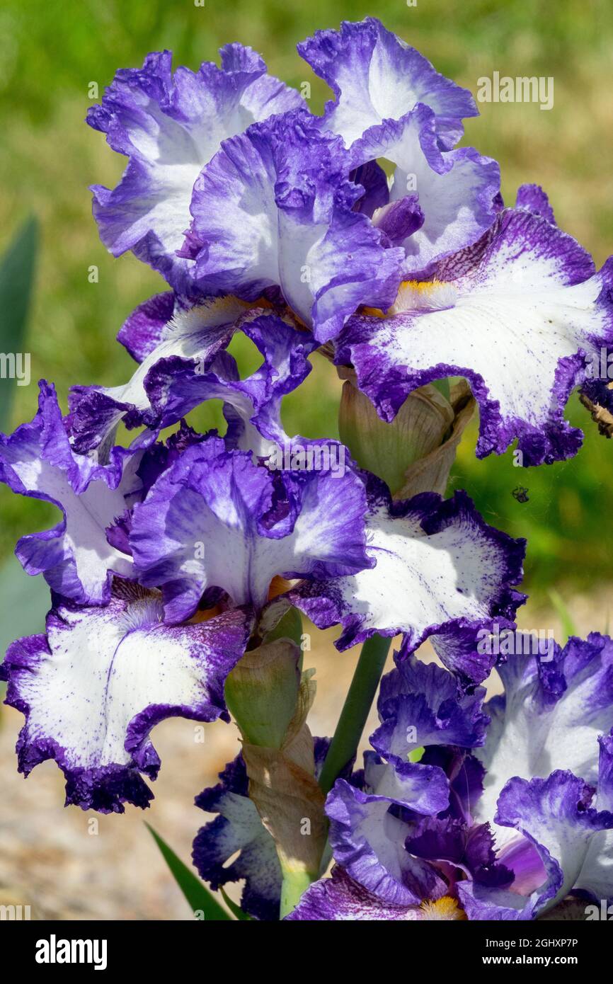 Bleu barbu fleur d'iris Iris bleu Iris 'First Stitch' Banque D'Images