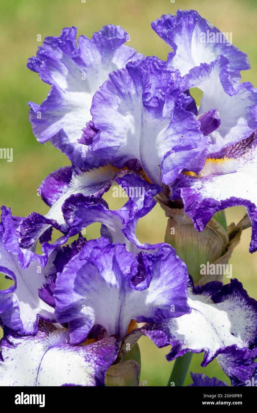 Fleur d'iris à barbe blanche bleue Iris « First Stitch » Banque D'Images