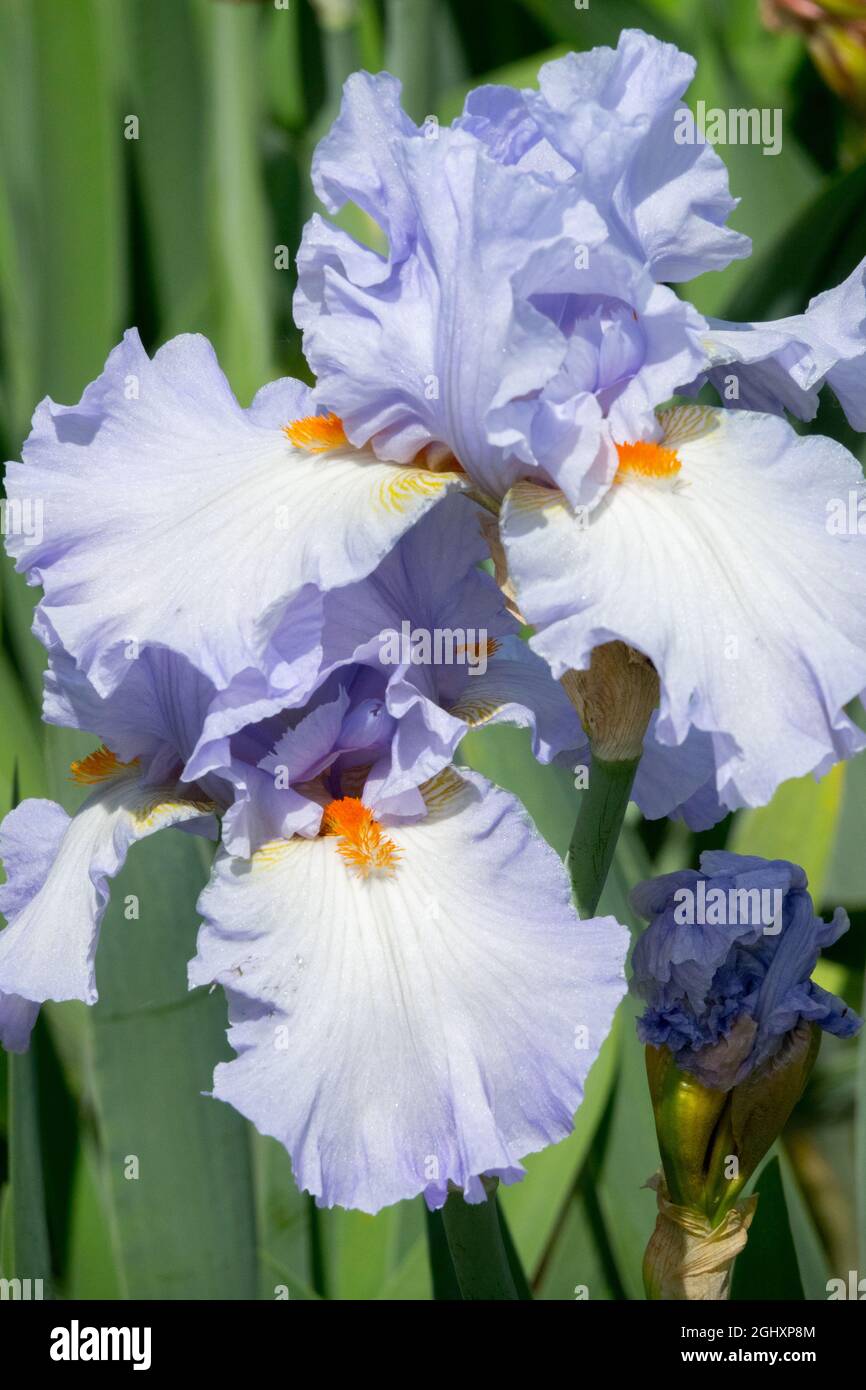 Bleu vif Iris Orange barbes Grand Iris à barbe « Princesse Caroline de Monaco » Banque D'Images