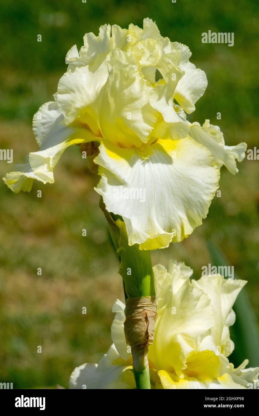 Grand iris barbu 'Italian Ice' Blanc citron léger Portrait unique Iris Barbata Falls vibrant drapeaux Vivid Hardy Fleur Banque D'Images