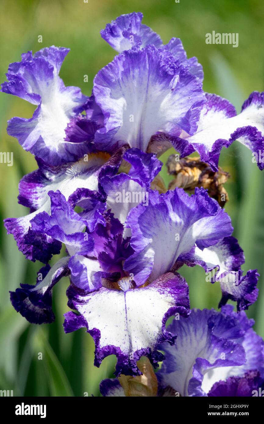 Blanc Bleu à barbe fleur d'iris Iris 'First Stitch' Décoratifs Irises chutes Banque D'Images