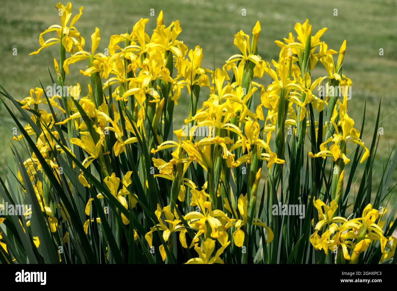 Fleurs jaunes dans le groupe de jardin Yellow Irises Iris 'Penny Bunker' Banque D'Images