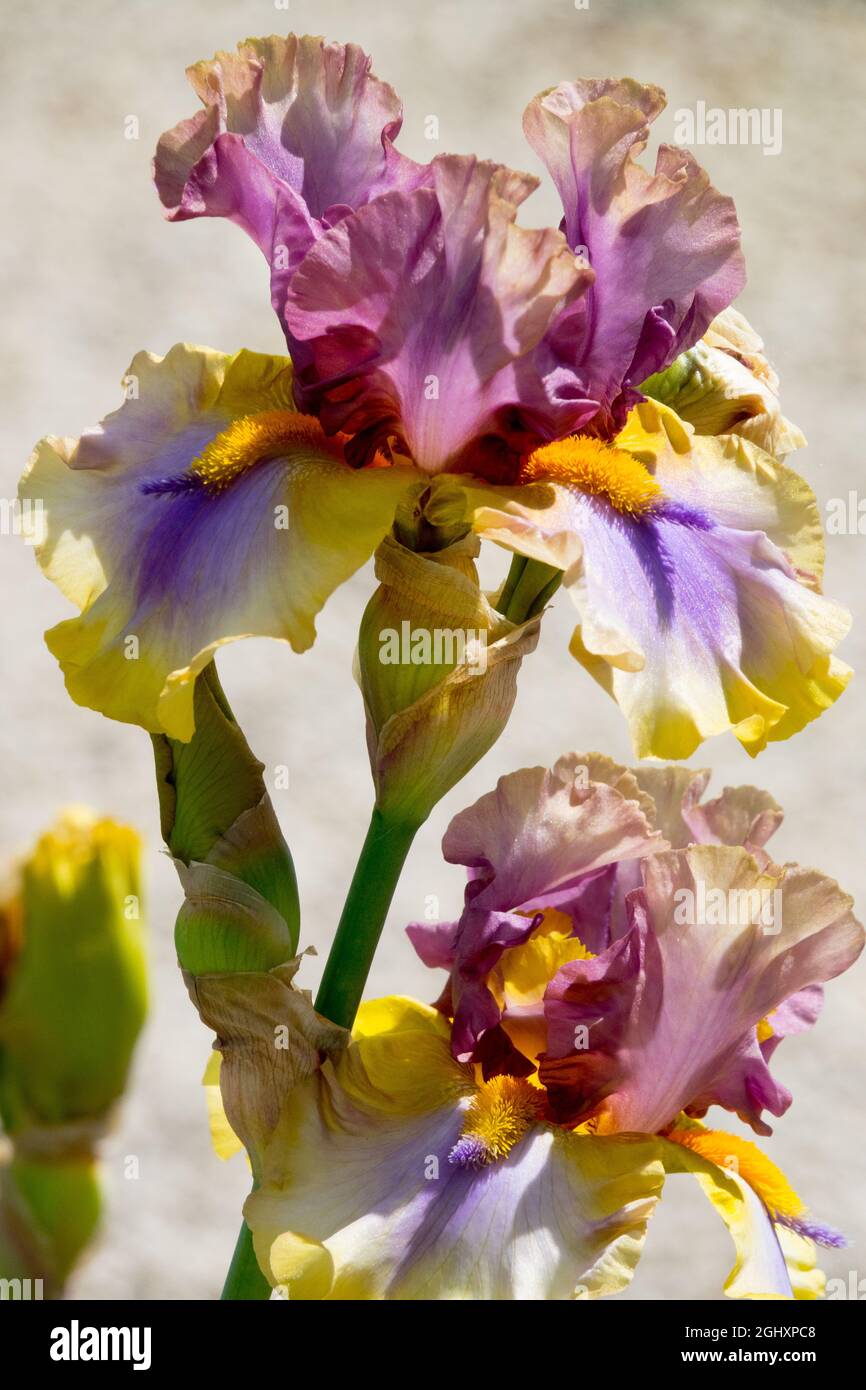 Grande fleur d'iris barbu Iris 'Karibik' Banque D'Images