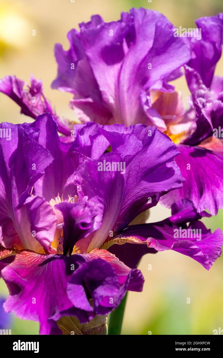 Fleur mauve, Iris violet 'Anne Queen of France' Grand iris barbu Banque D'Images