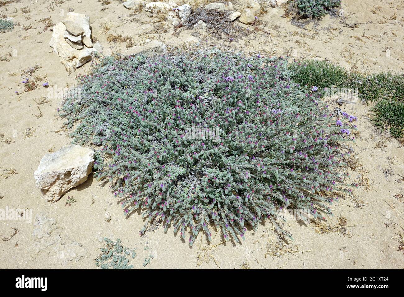 alcanet de dyer, orchanet, Schminkwurz, Alkanna tinctoria. Báránypirosító, Chypre, Europe Banque D'Images