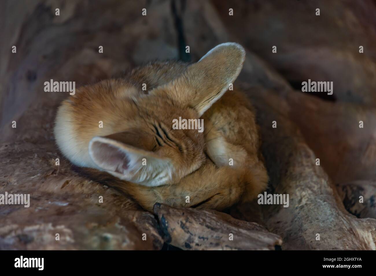 Vulpes zerda petit animal couché avec de grandes oreilles en chaud jour d'été Banque D'Images