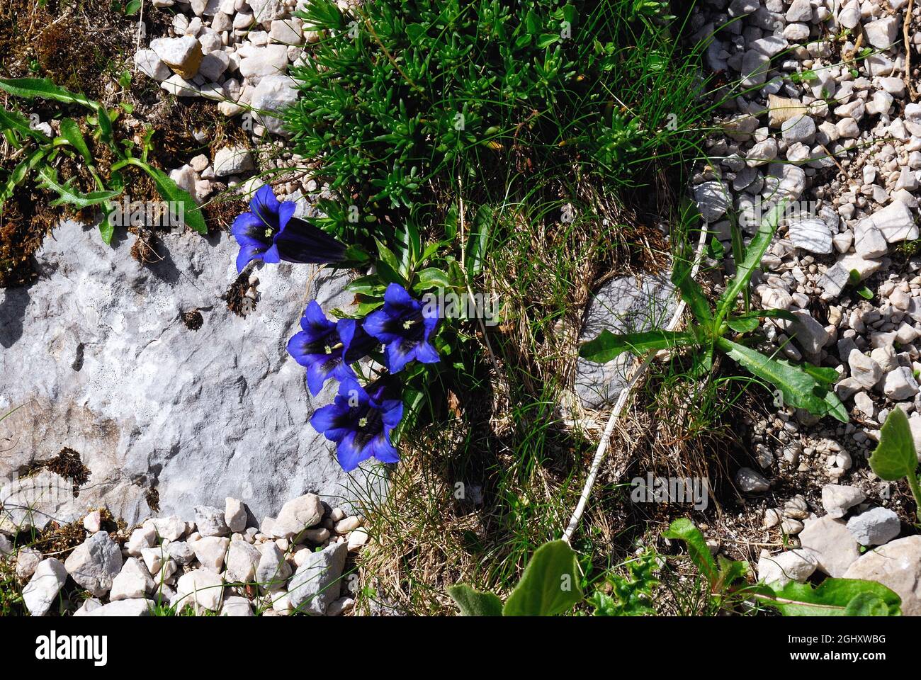 Slovénie, vallée de Lepena, parc national de Triglav. Gentiana acaulis, Alpes juliennes. Banque D'Images