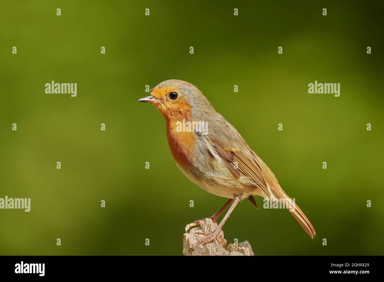 European Robin, erithacus rubecula, Argyll, Écosse, Royaume-Uni Banque D'Images