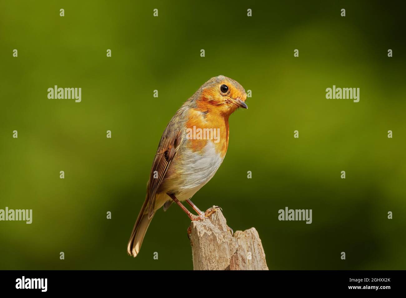 European Robin, erithacus rubecula, Argyll, Écosse, Royaume-Uni Banque D'Images