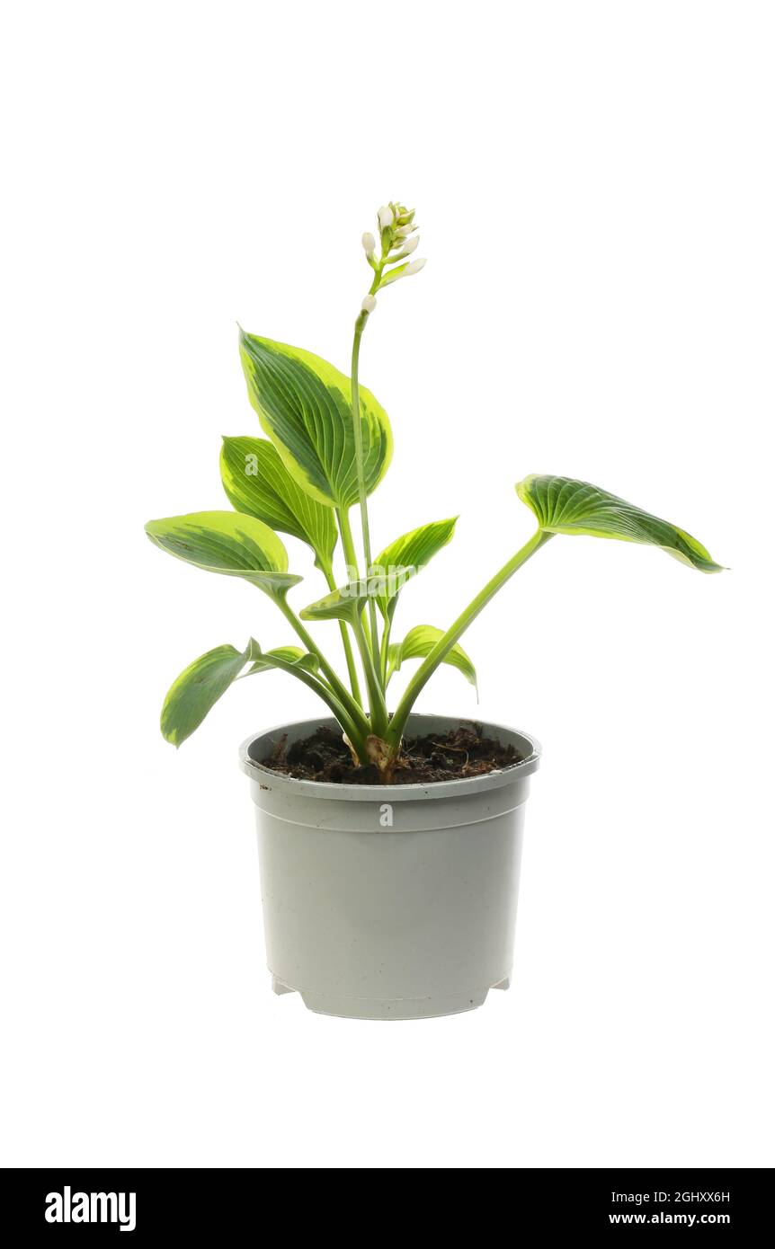Plante hosta à fleurs dans un pot en plastique isolé contre le blanc Banque D'Images