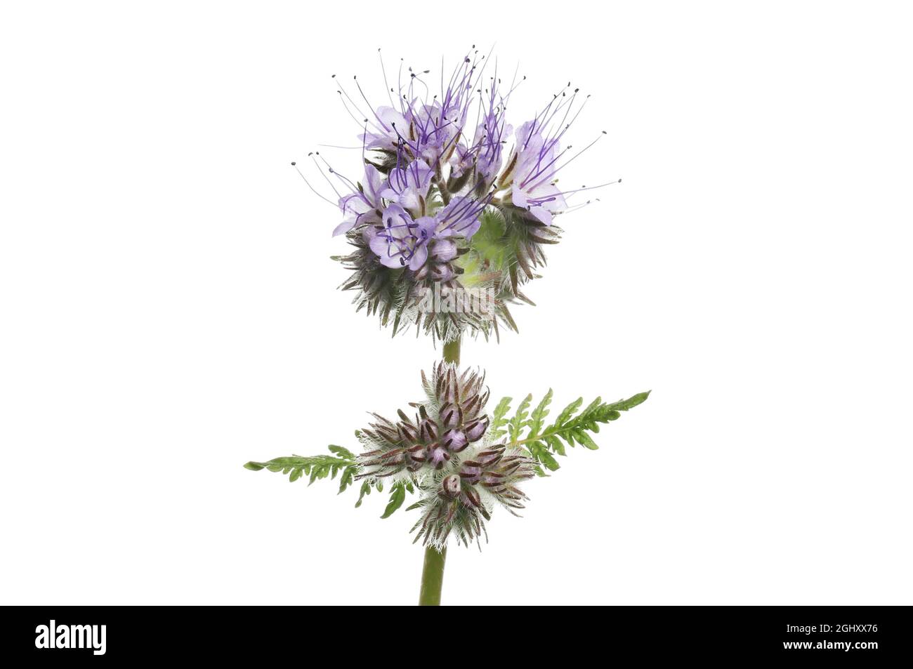 Les fleurs et le feuillage de Phacelia, une plante à fumier vert favorable au pollinisateur, isolée contre le blanc Banque D'Images