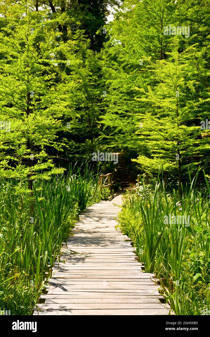 Pont de bois dans la forêt Banque D'Images