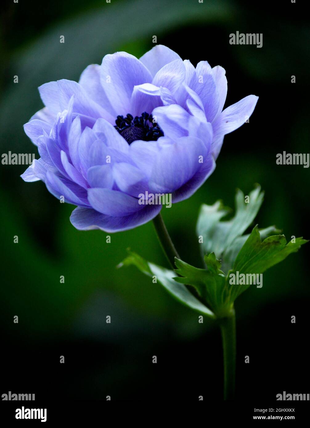 Une seule fleur d'anémone violette (anemone coronaria) isolée sur un fond vert foncé/noir Banque D'Images