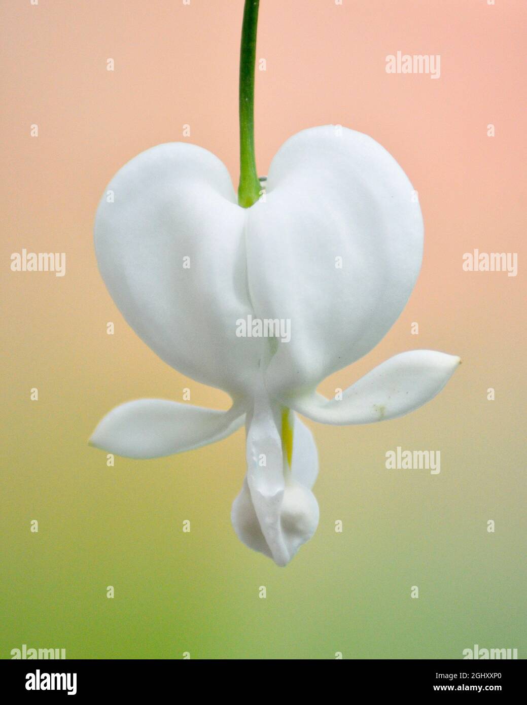 Fleur de coeur blanche saignée (Lamprocapnos spectabilis 'Alba') sur fond de couleur pastel ombré Banque D'Images