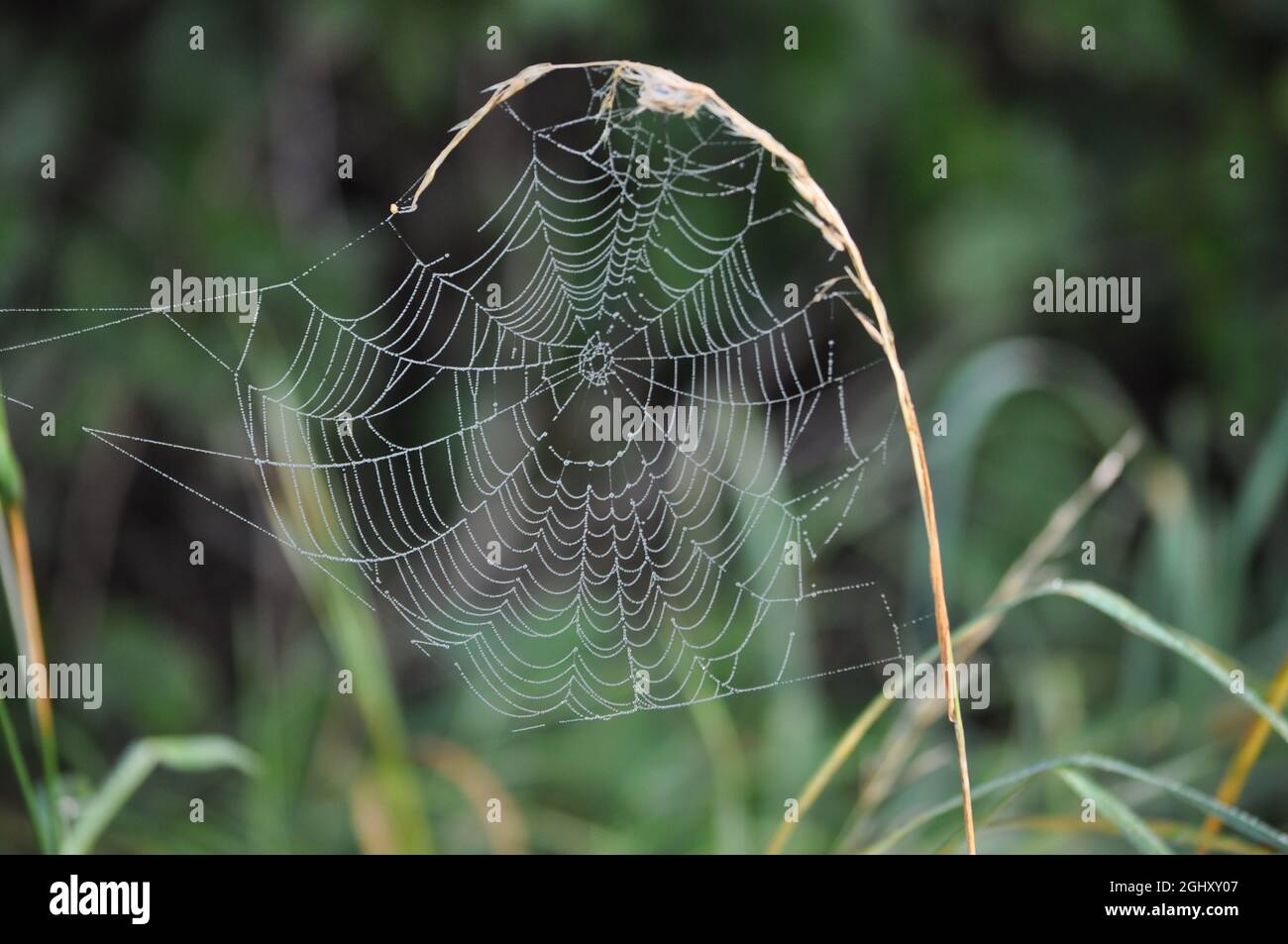 Gouttes de pluie capturées sur toile d'araignée à la fin de l'été.La toile a été créée sur une tête de semence d'herbe sur le bord d'une route Banque D'Images