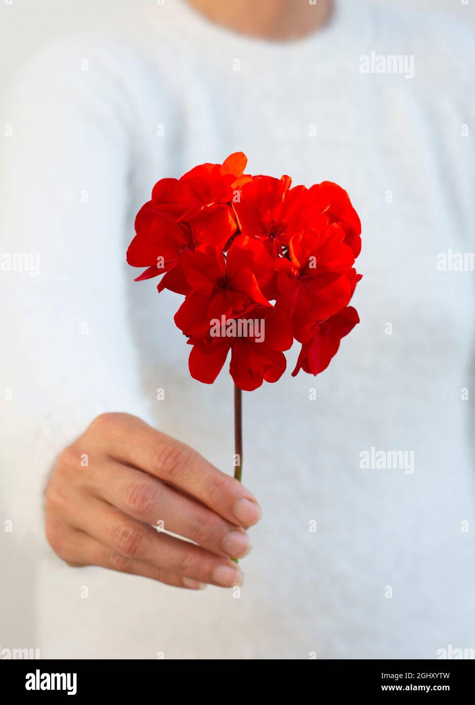 Femme méconnaissable tenant une fleur de pélargonium rouge dans sa main. Mise au point sélective. Banque D'Images
