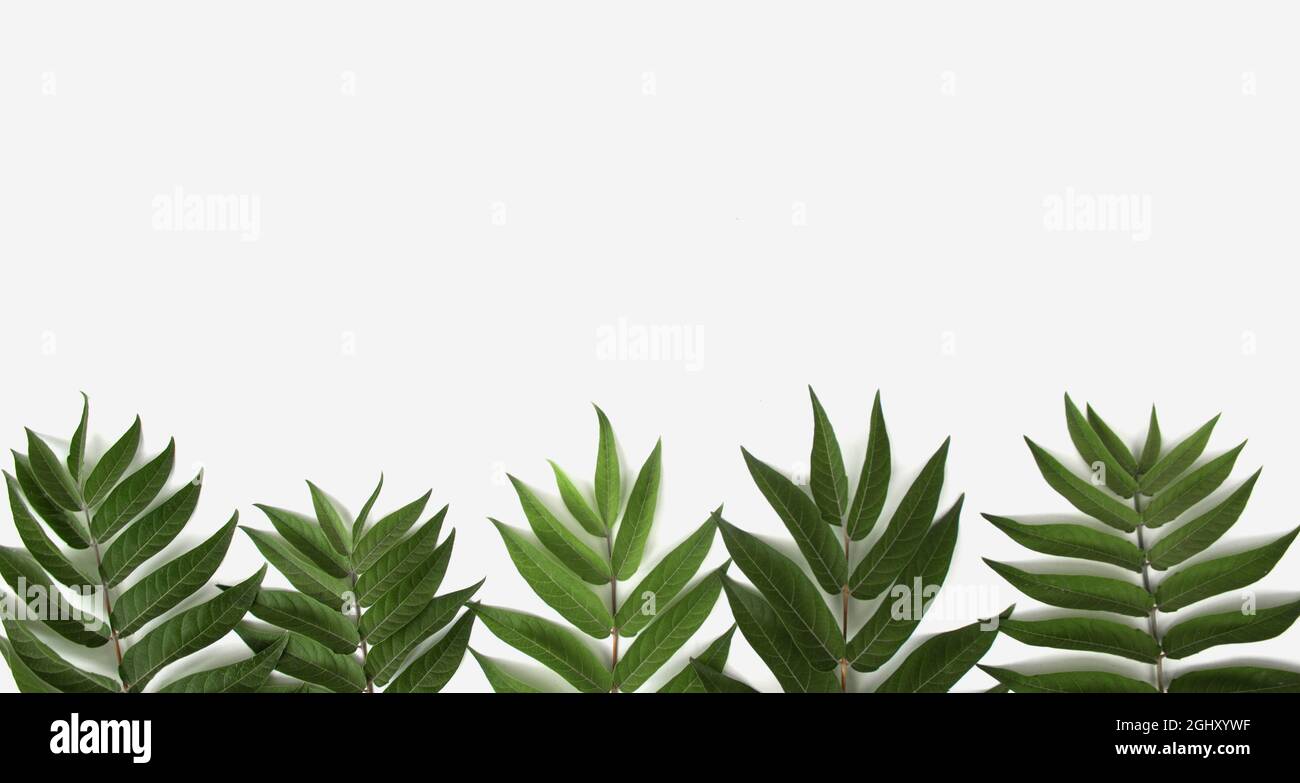 branche de plante vivante verte sur fond blanc Banque D'Images