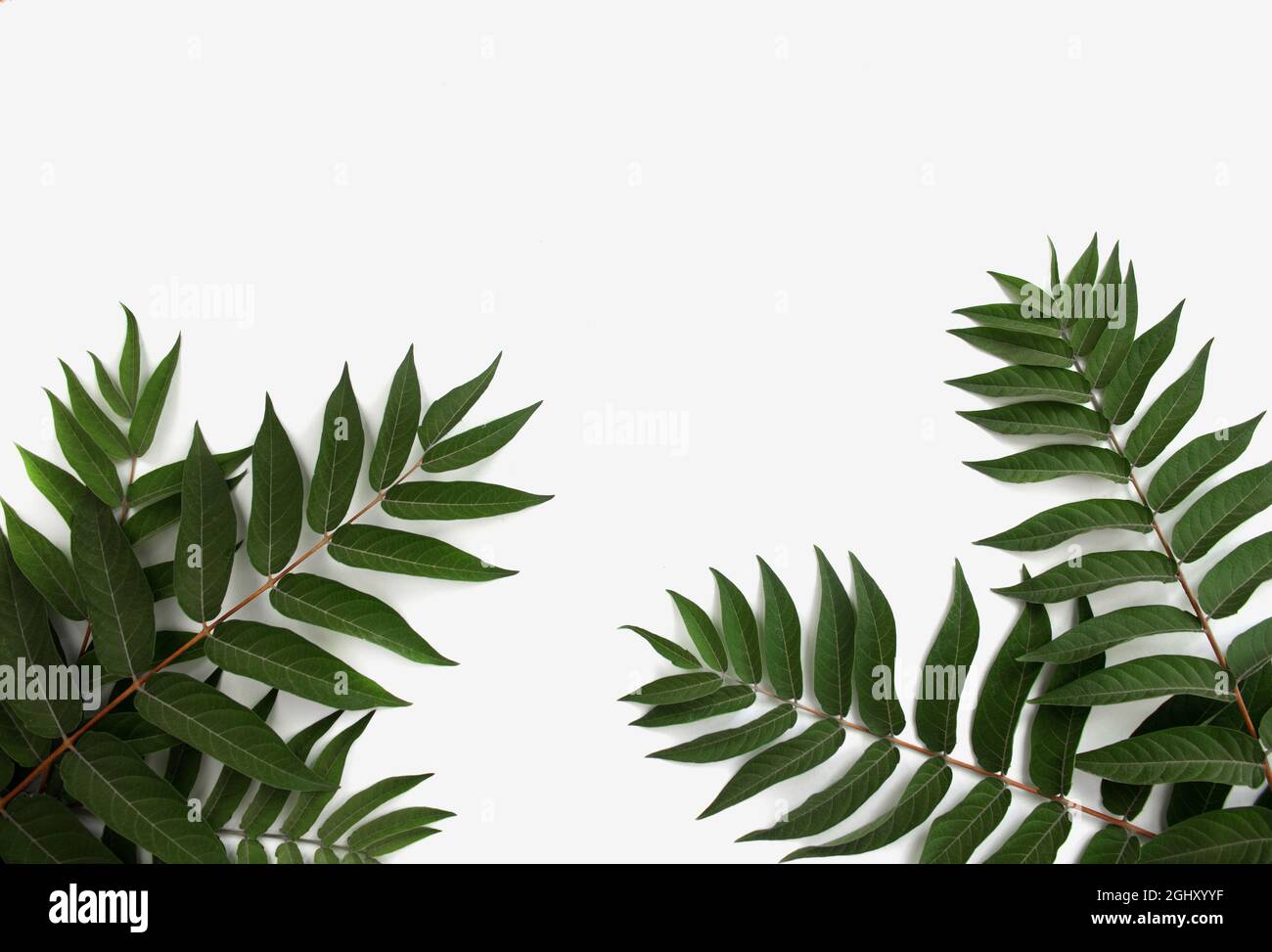 branche de plante vivante verte sur fond blanc Banque D'Images