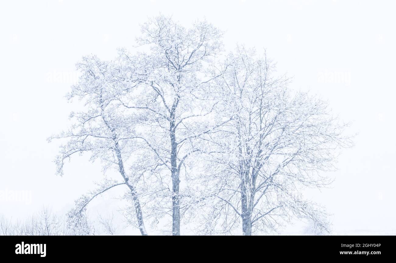 Arbres couverts de neige en hiver pendant la chute de neige Banque D'Images