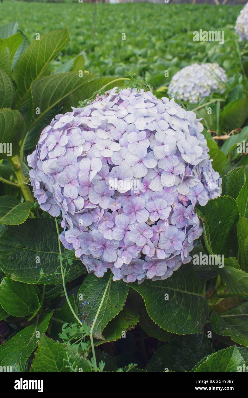 Fleurs d'Hydrangea serrata Banque D'Images