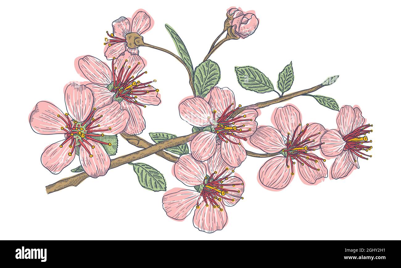 Illustration vectorielle vintage fleurs des cerisiers en fleurs sur fond isolé. Fleur de sakura sur fond blanc. Illustration de Vecteur