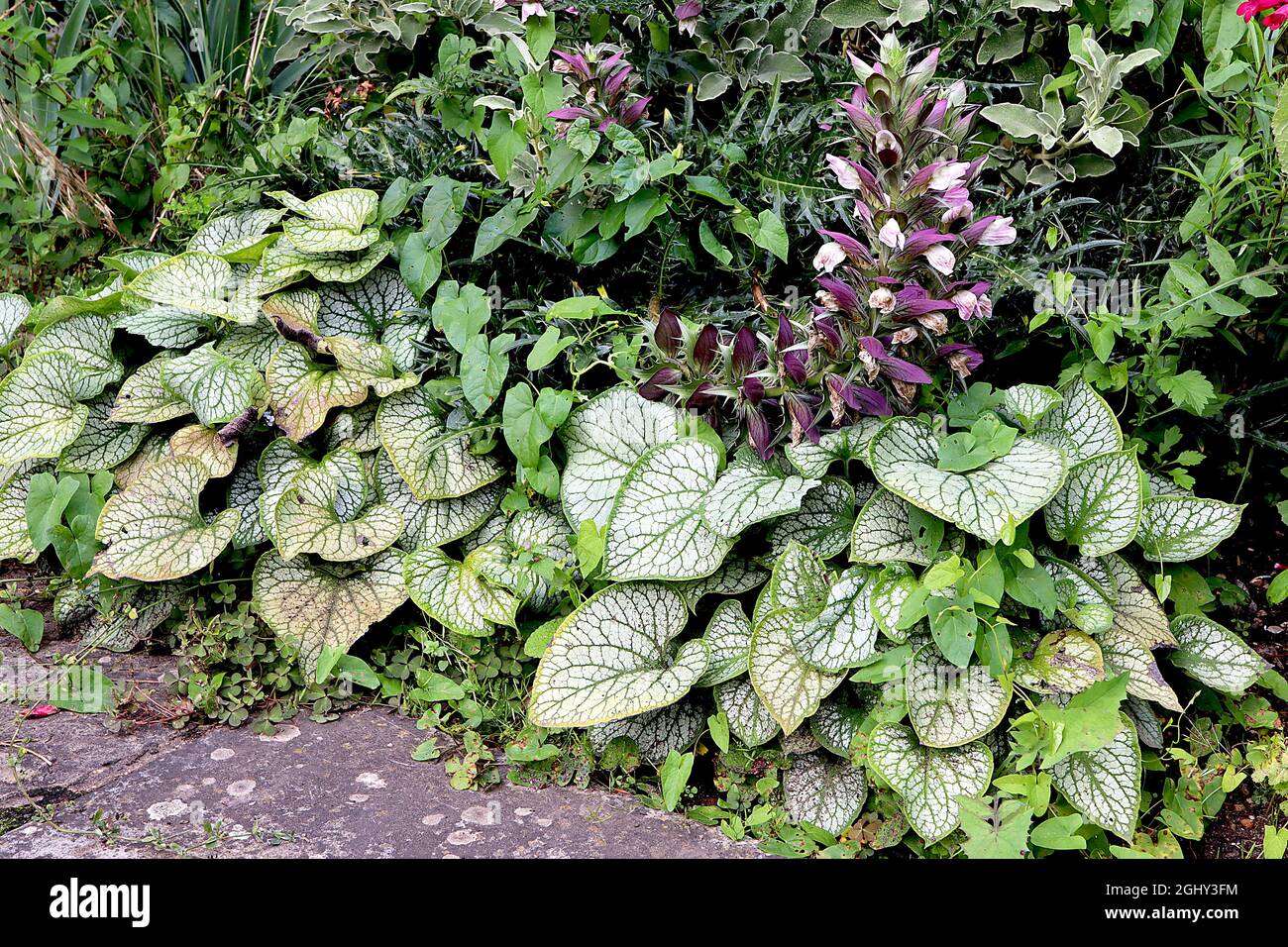 Acanthus mollis – Tall flower Spikes of White flowers enfermé par des bractées violettes, août, Angleterre, Royaume-Uni Banque D'Images