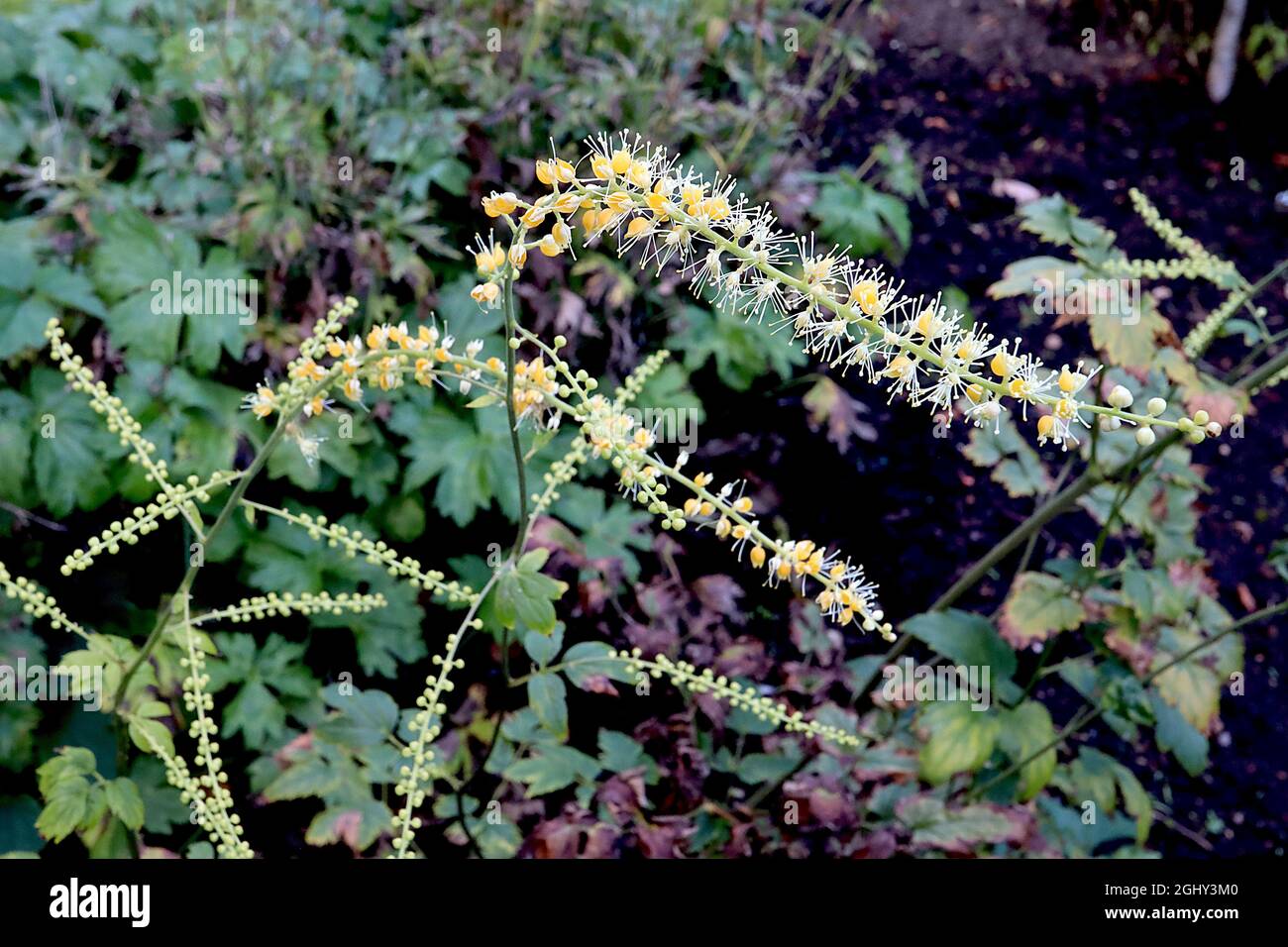 Actaea racemosa cohosh noir – racames apetaleux à longues voûtes, composés de groupes de stigmates jaunes et d'étamines blanches, août, Angleterre, Royaume-Uni Banque D'Images