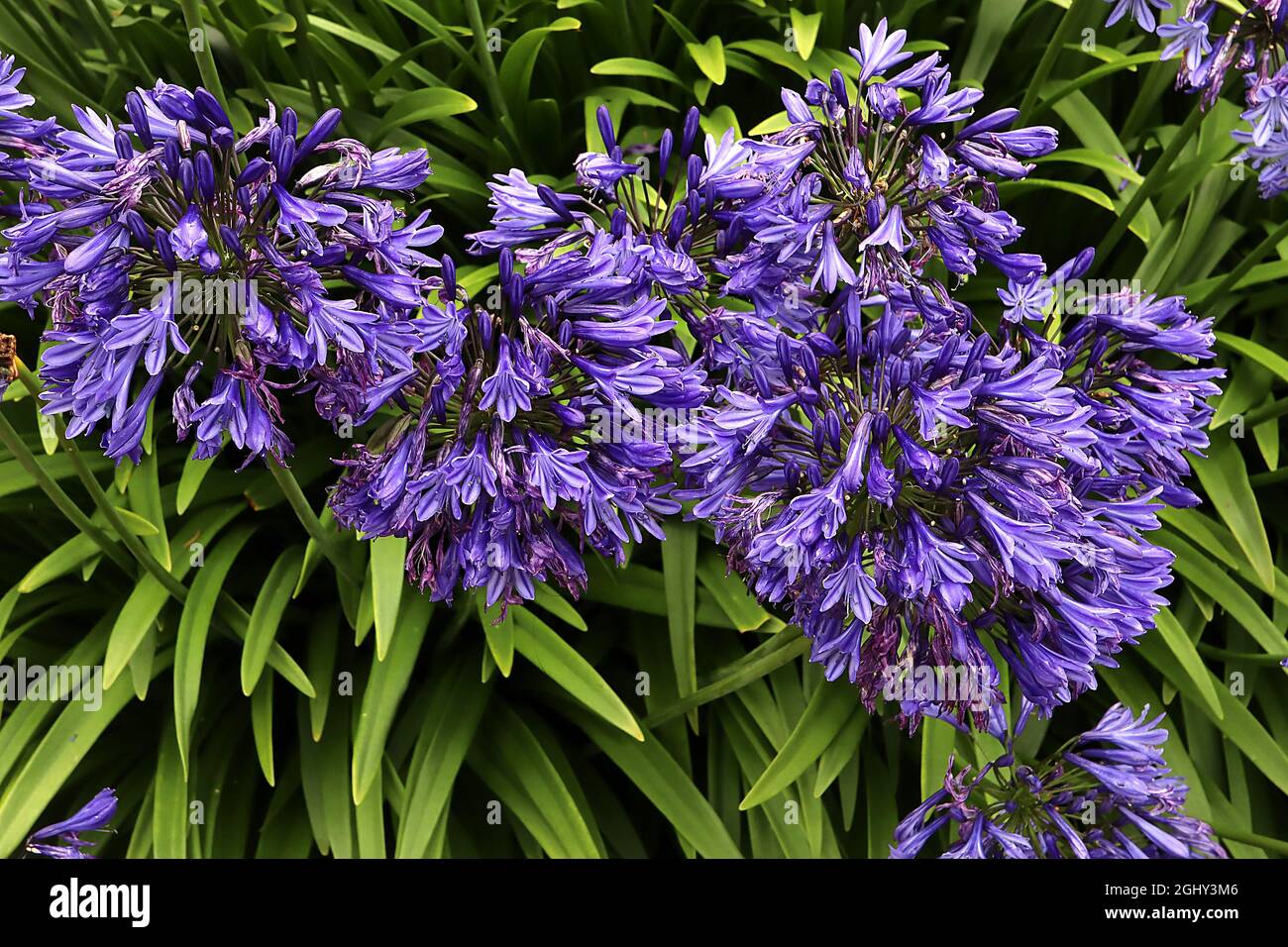 Agapanthus «Blue Thunder» Lily Blue Thunder – ombeaux denses de fleurs  bleues profondes en forme d'entonnoir avec barre médiane violette sur tiges  épaisses, août, Royaume-Uni Photo Stock - Alamy