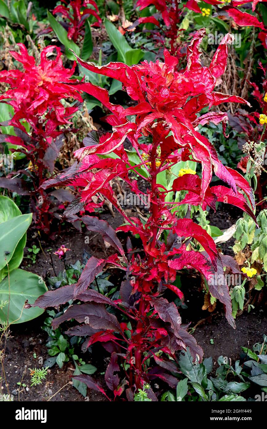 Amaranthus tricolor «Early Splendor» edith amaranth / Tampala – plante tentaculaire aux feuilles violet profond et rouge vif, août, Angleterre, Royaume-Uni Banque D'Images